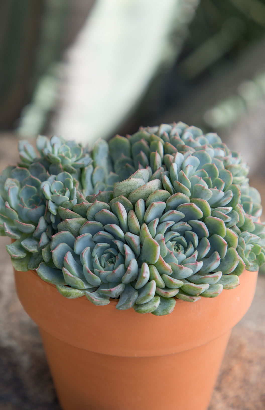 Echeveria ‘Azulita’
