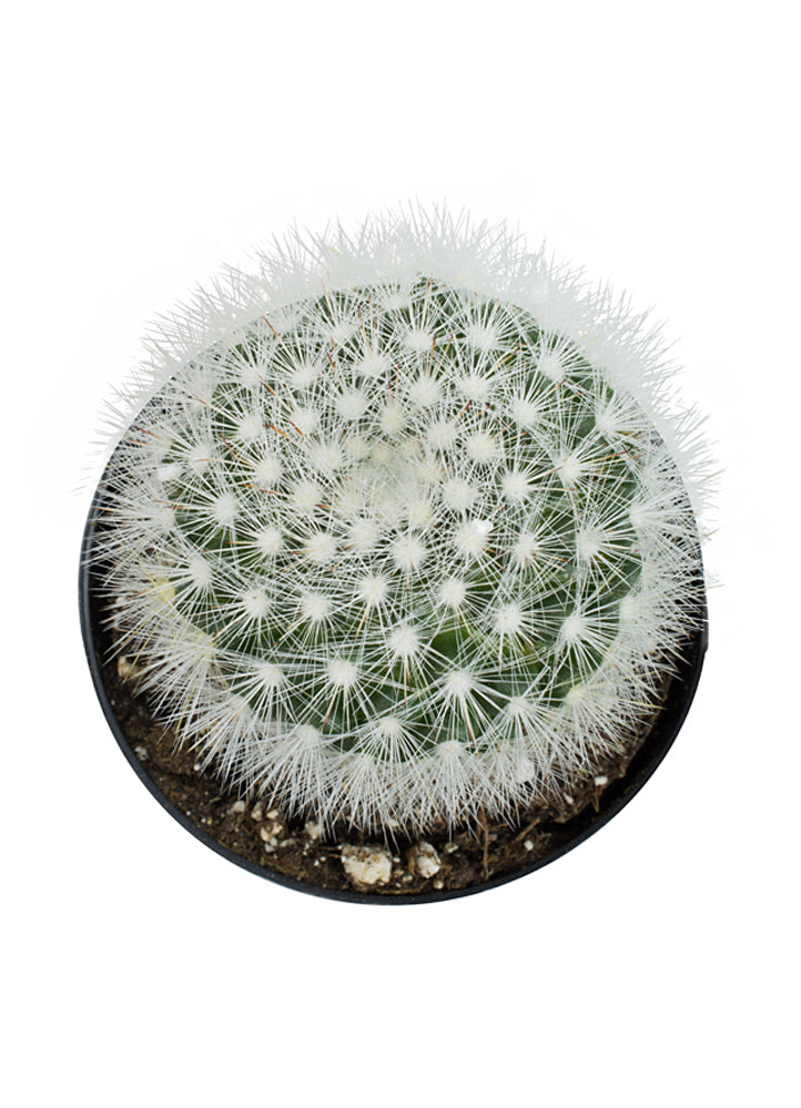 Mammillaria schwarzii