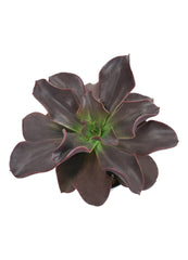 Echeveria ‘Autumn Flame’ USPP28,986