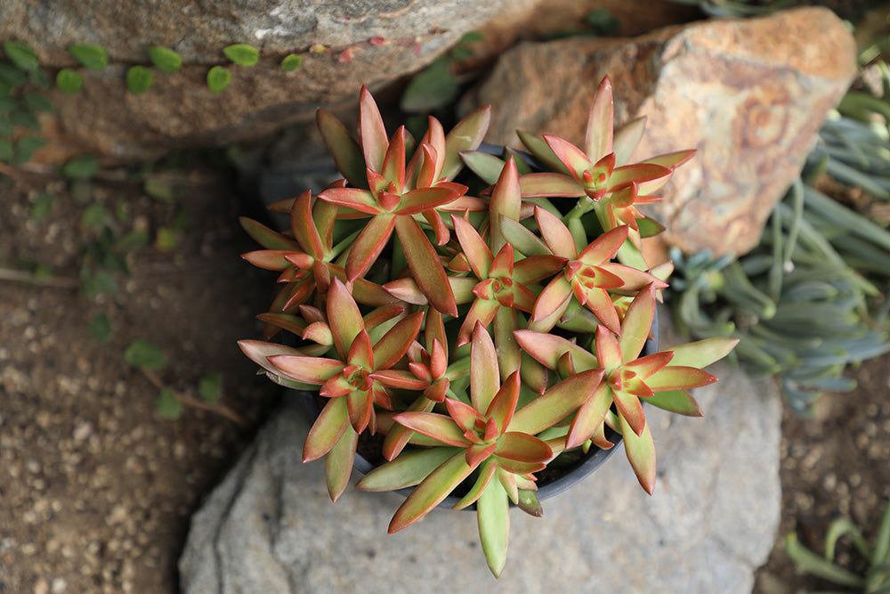 Garden Champions™ Sedum adolphi Firestorm™