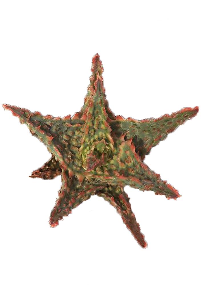 Aloe Oik top white background