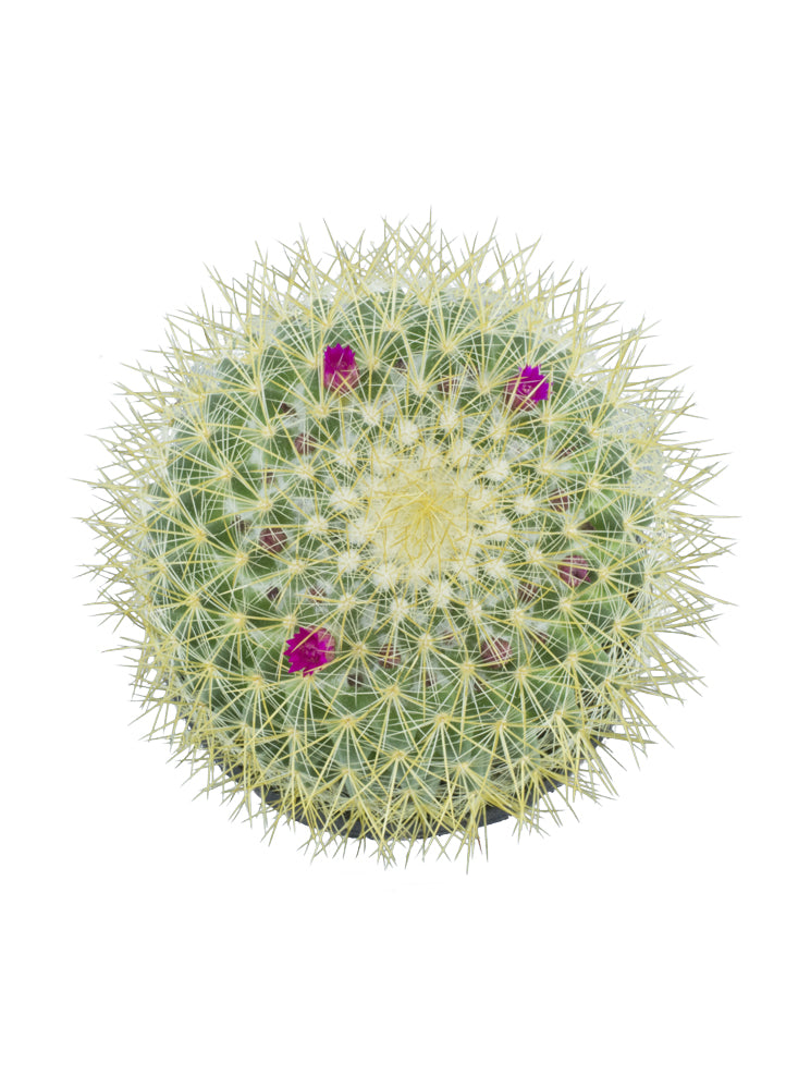 Mammillaria rhodantha