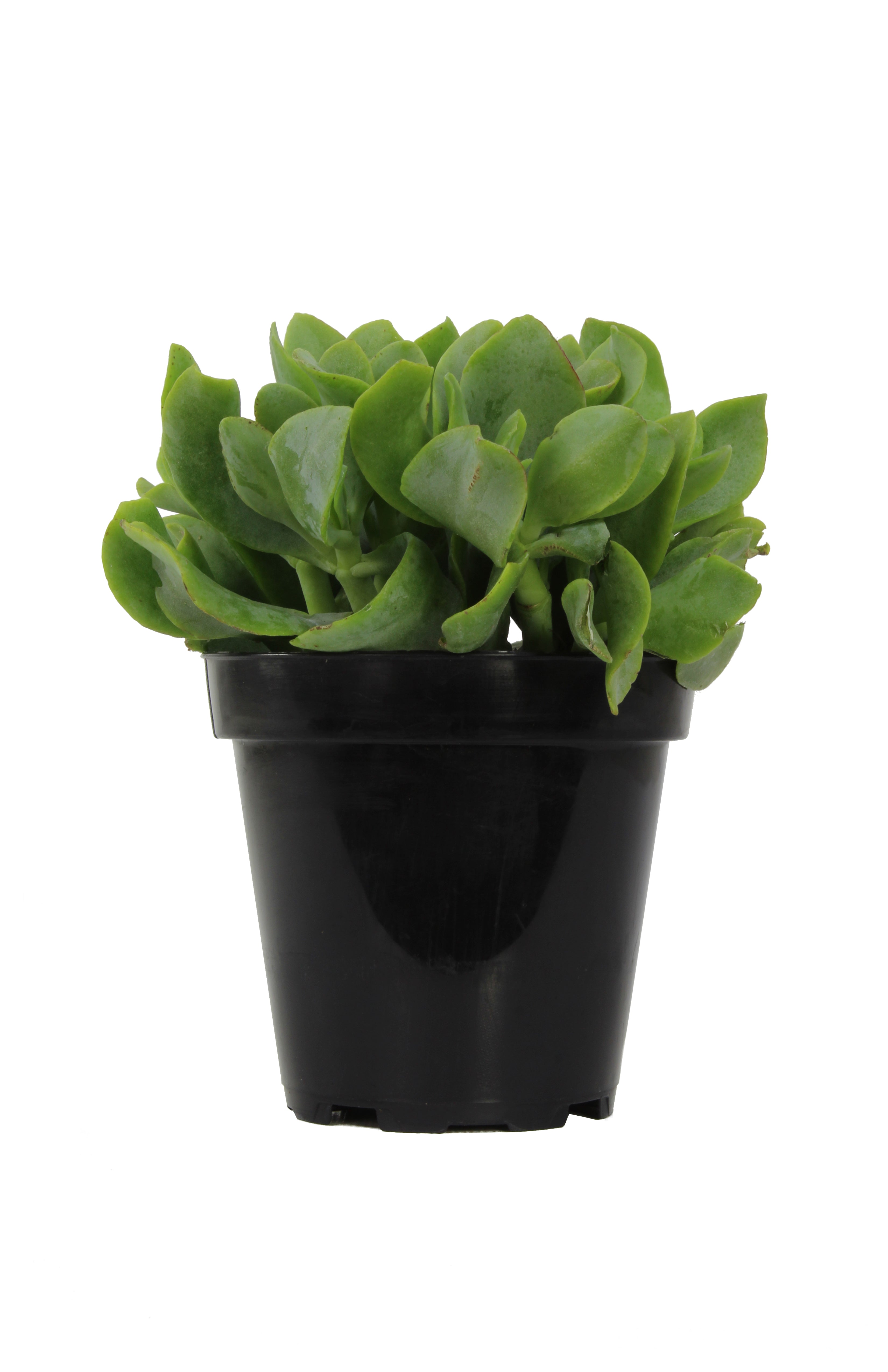 Crassula arborescens undulatifolia “Ripple Jade”™