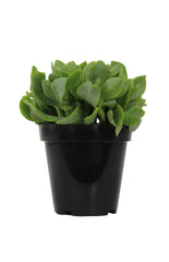 Crassula arborescens undulatifolia “Ripple Jade”™