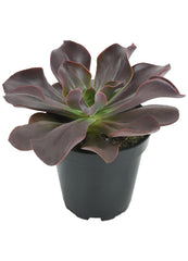 Echeveria ‘Autumn Flame’ USPP28,986