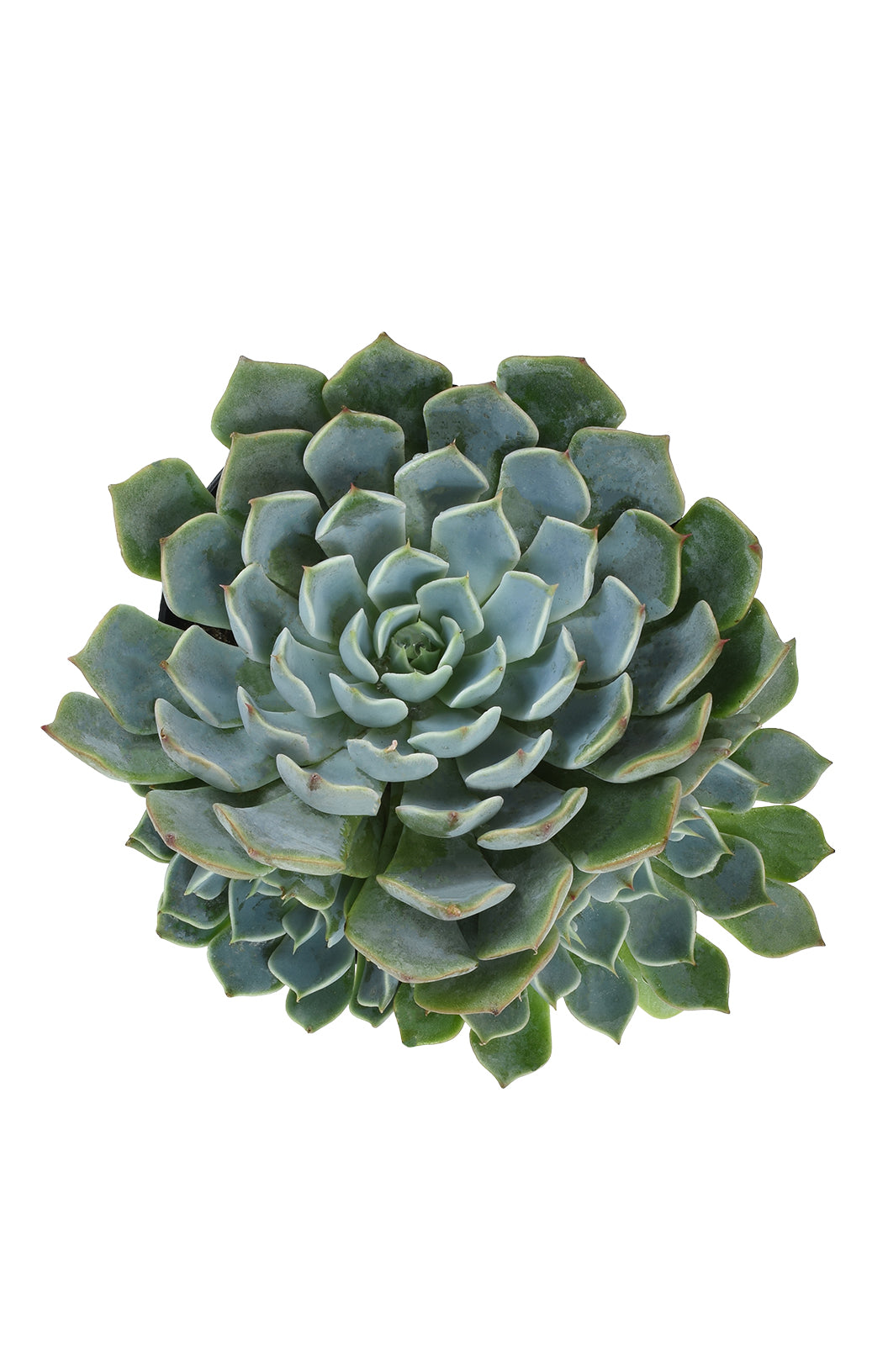 Echeveria 'Allegra': Hybrid Blue Succulent - Pet-friendly Plant for Cats & Dogs - (3.5") - Drought Tolerant Plants - Easy Plant Care - Non-toxic Succulents – Flowering Plant