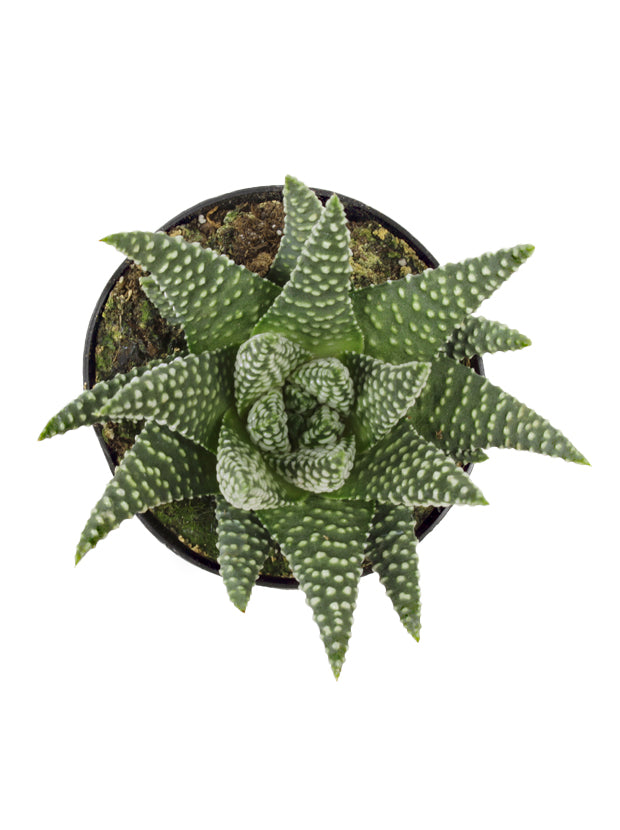 3.5" Haworthia ‘Royal Albert’