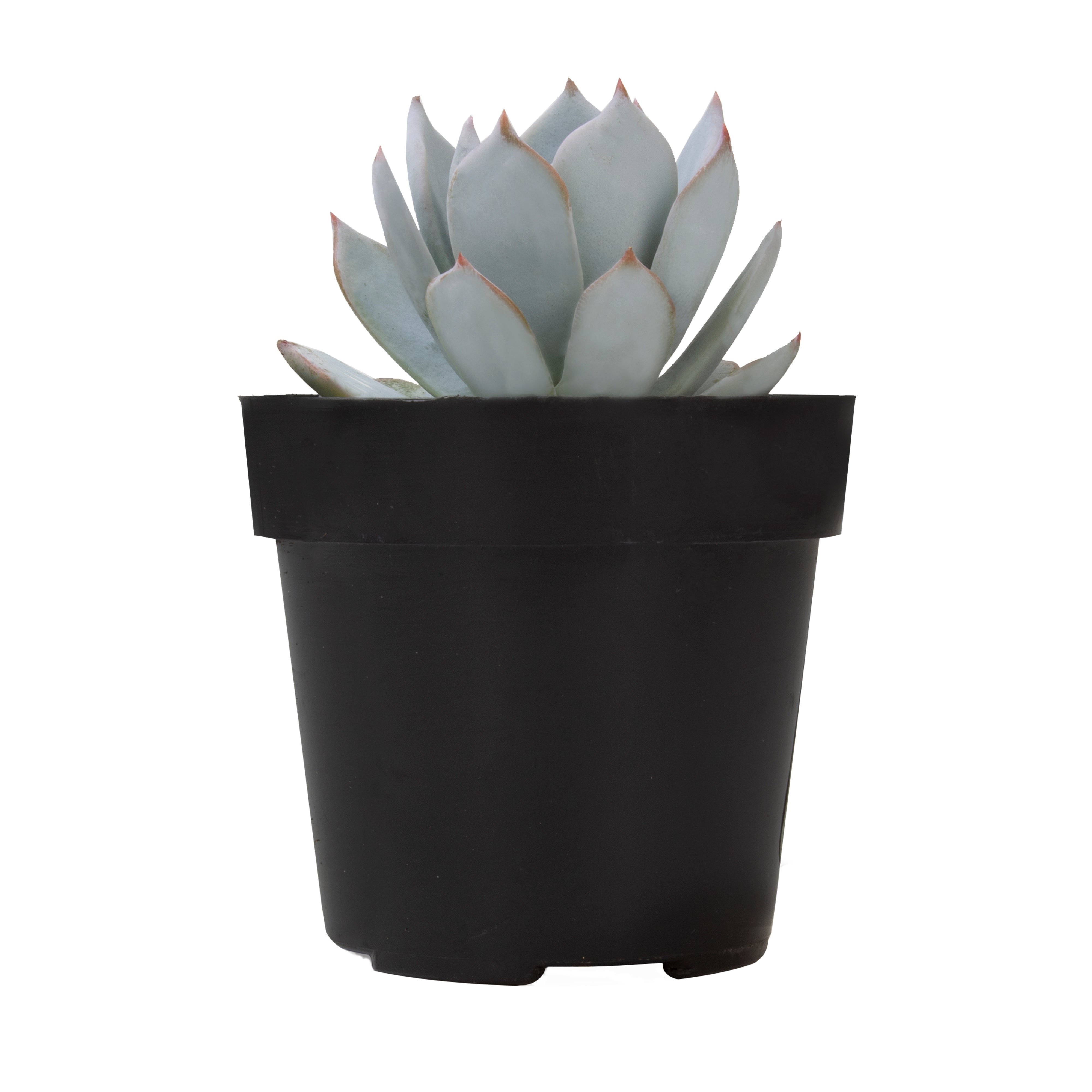 Echeveria peacockii