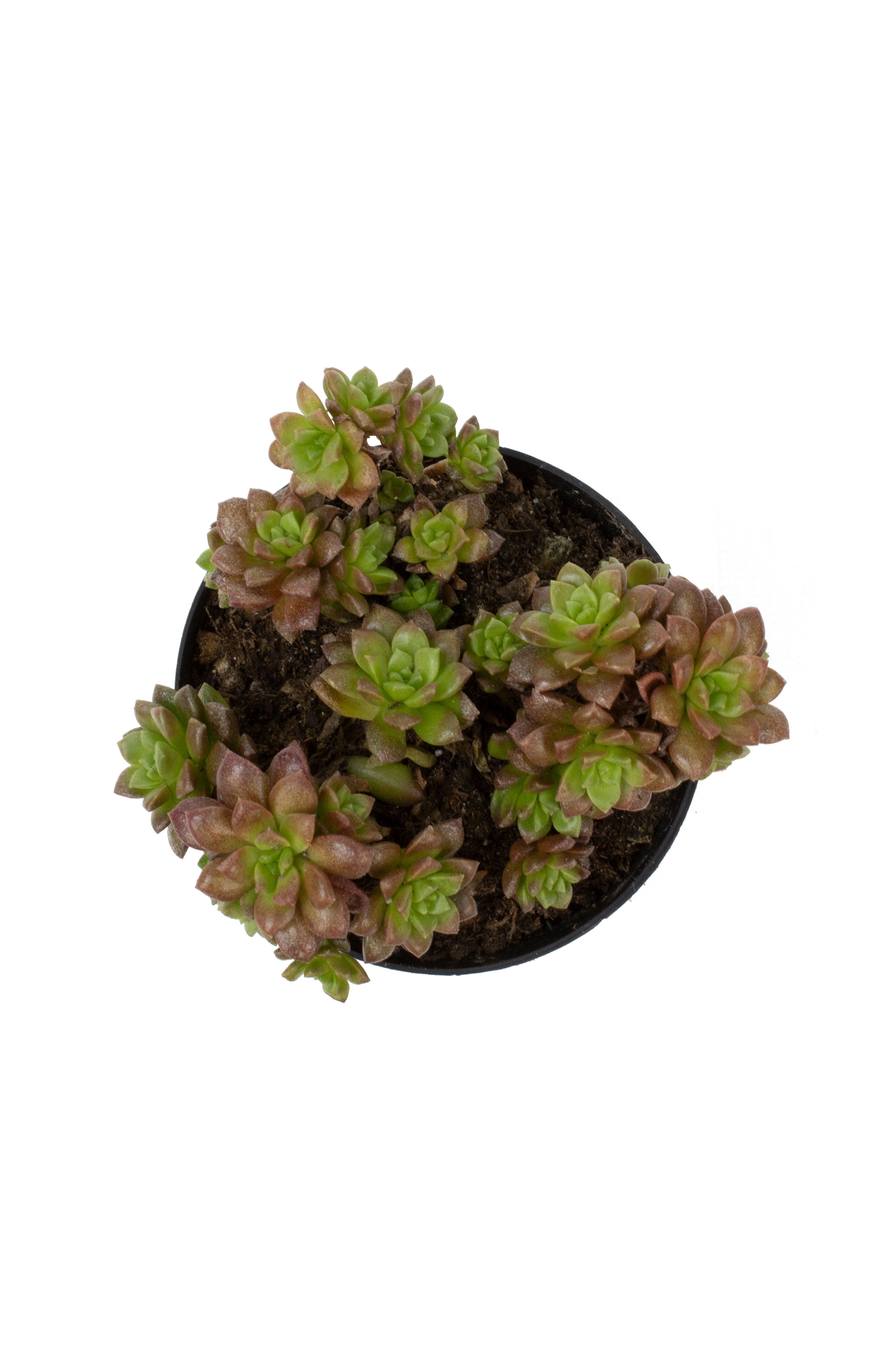 Cremnosedum ‘Little Gem’ - 2.5- Top