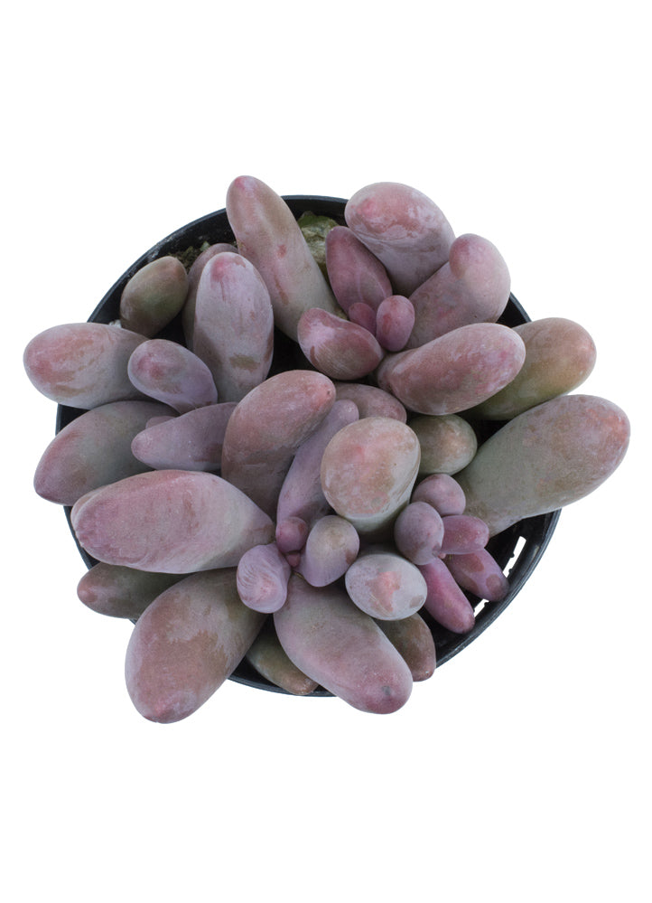Pachysedum 'Ganzhou'