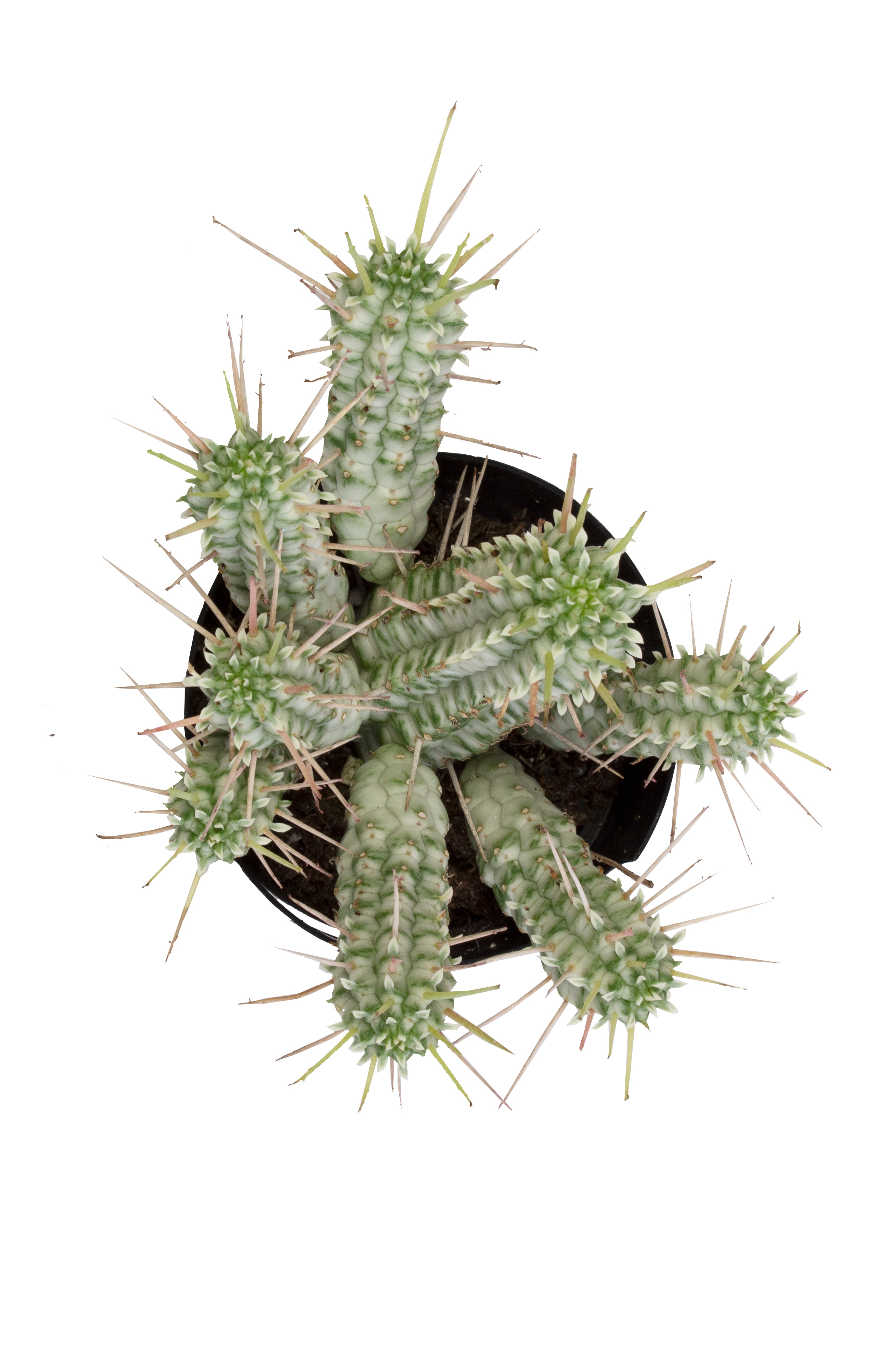 Euphorbia mammillaris 'Variegata'