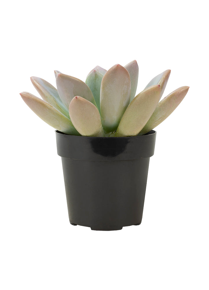 Graptoveria ‘Opalina’