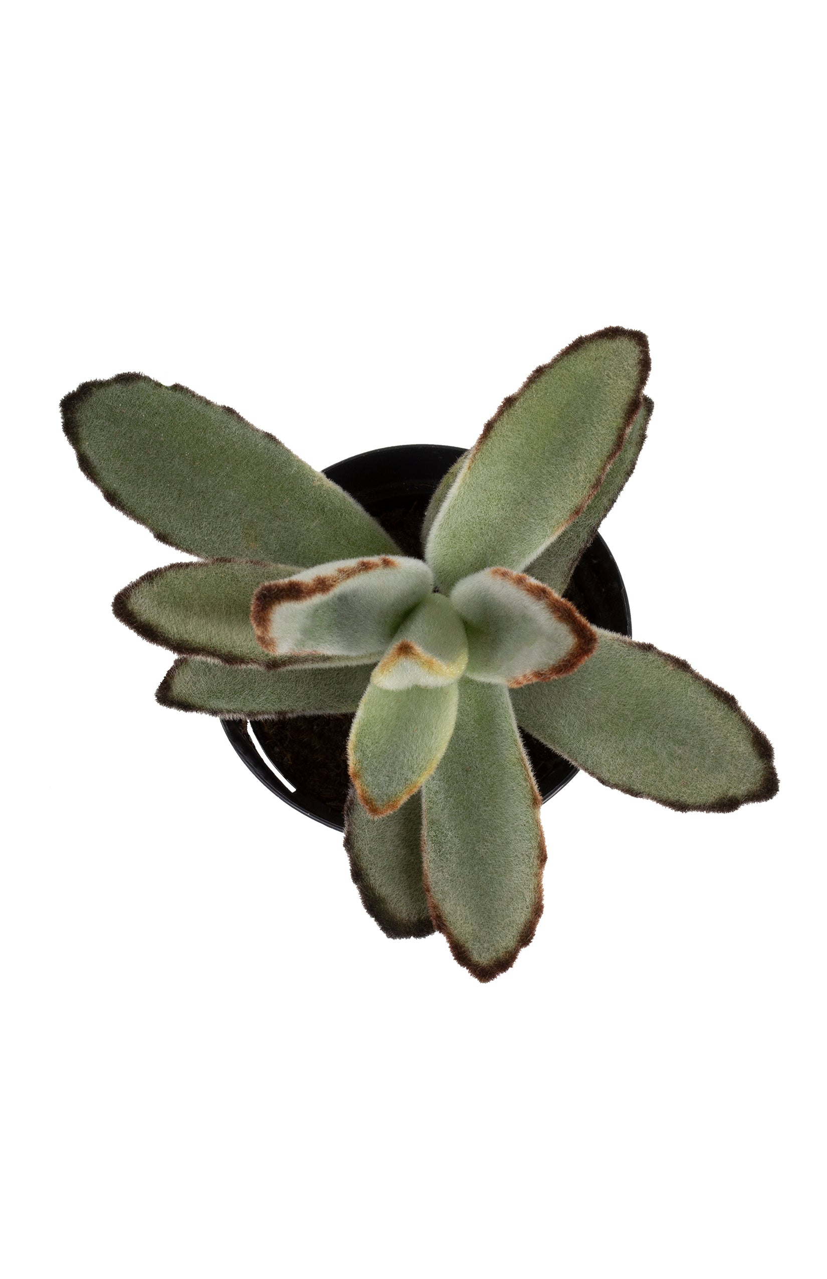Kalanchoe tomentosa 'Black Tie'
