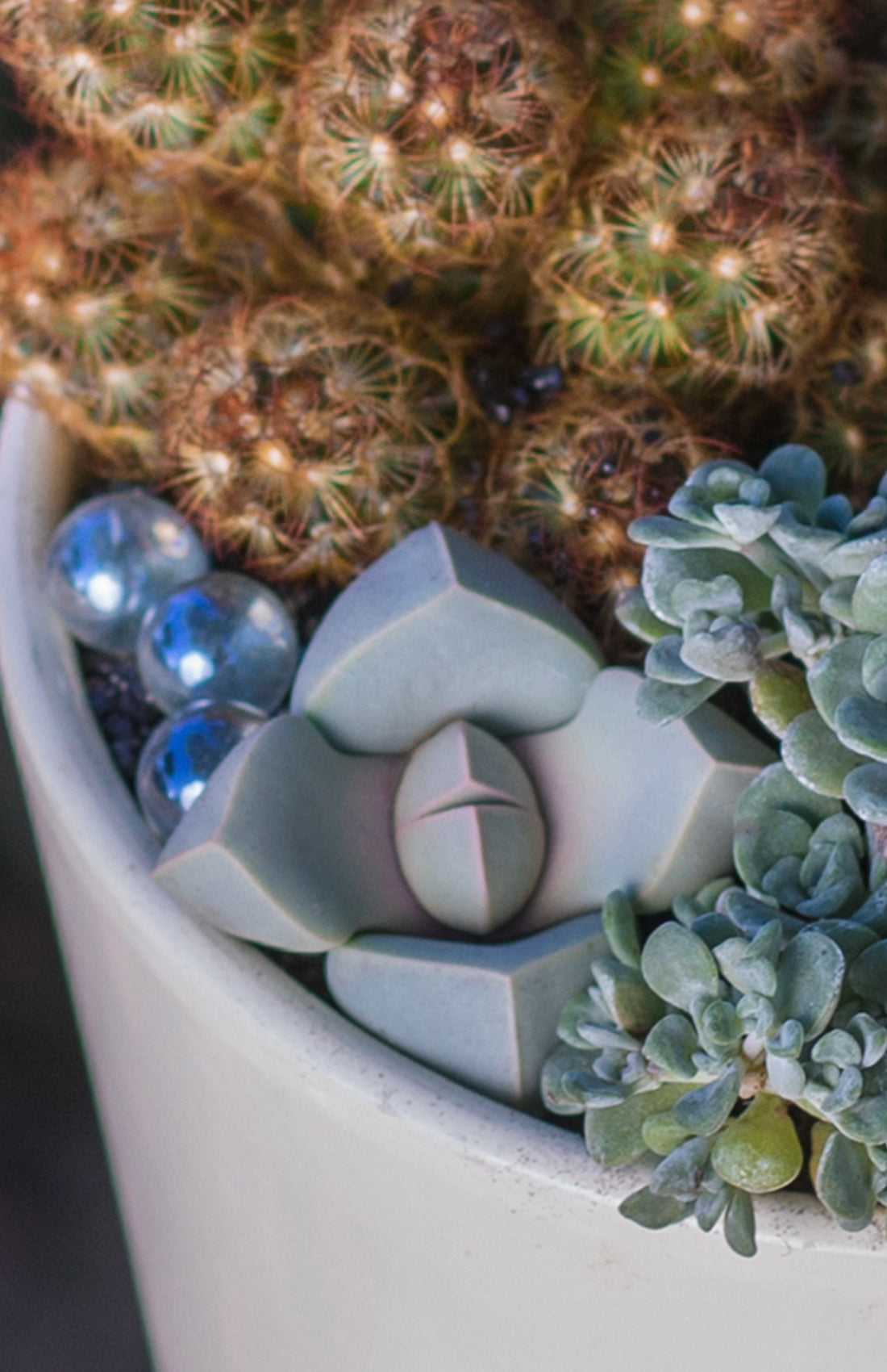 Lapidaria margaretae “Karoo Rose”