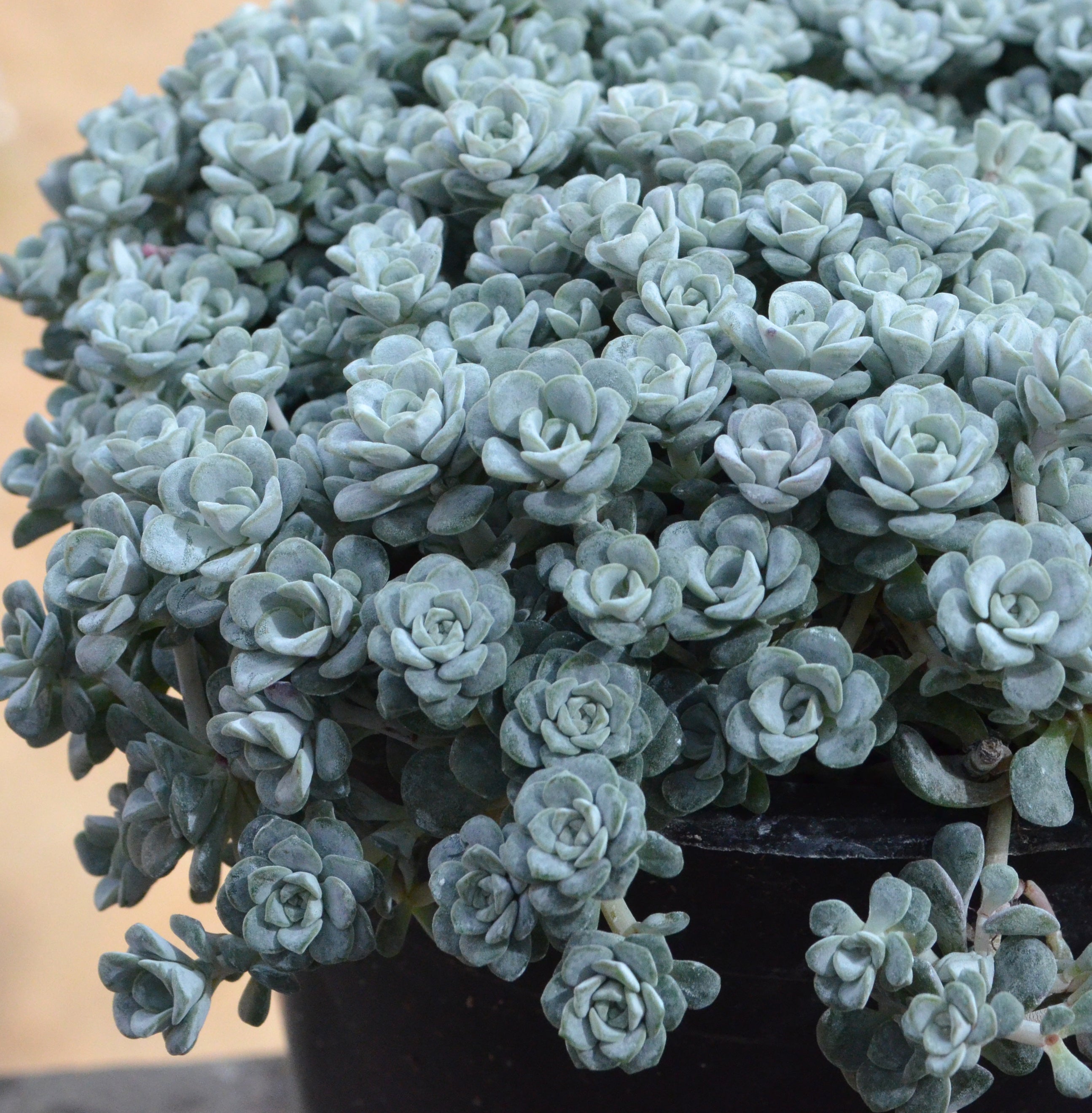 Sedum spathulifolium ‘Capo Blanco’