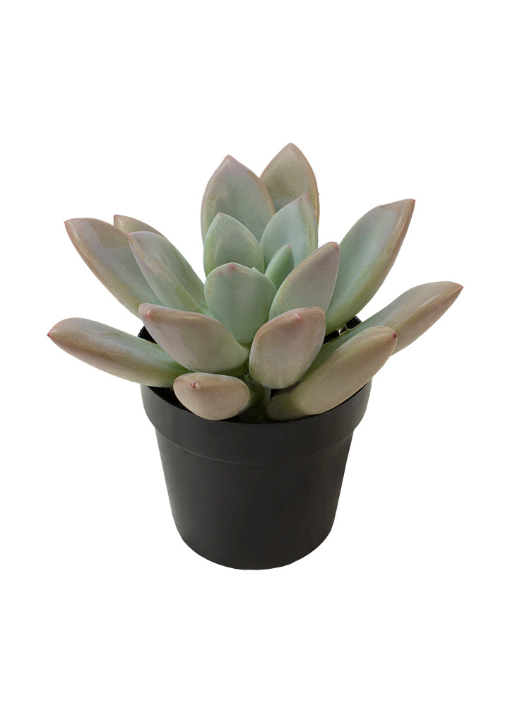 Graptoveria ‘Opalina’