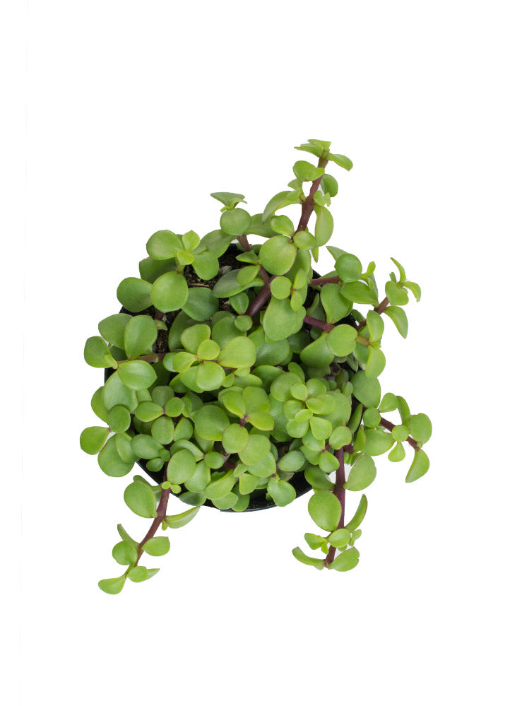 Portulacaria afra prostrata “Trailing Elephant Bush”