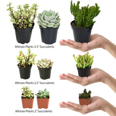2" Assorted Succulents 64 Pack - Live Succulent Plants (64 Pack) Assorted Potted Succulents Plants Live House Plants in Cacti and Succulent Soil Mix - Cactus Plants Live Indoor Plants Live Houseplants in Planter Pots