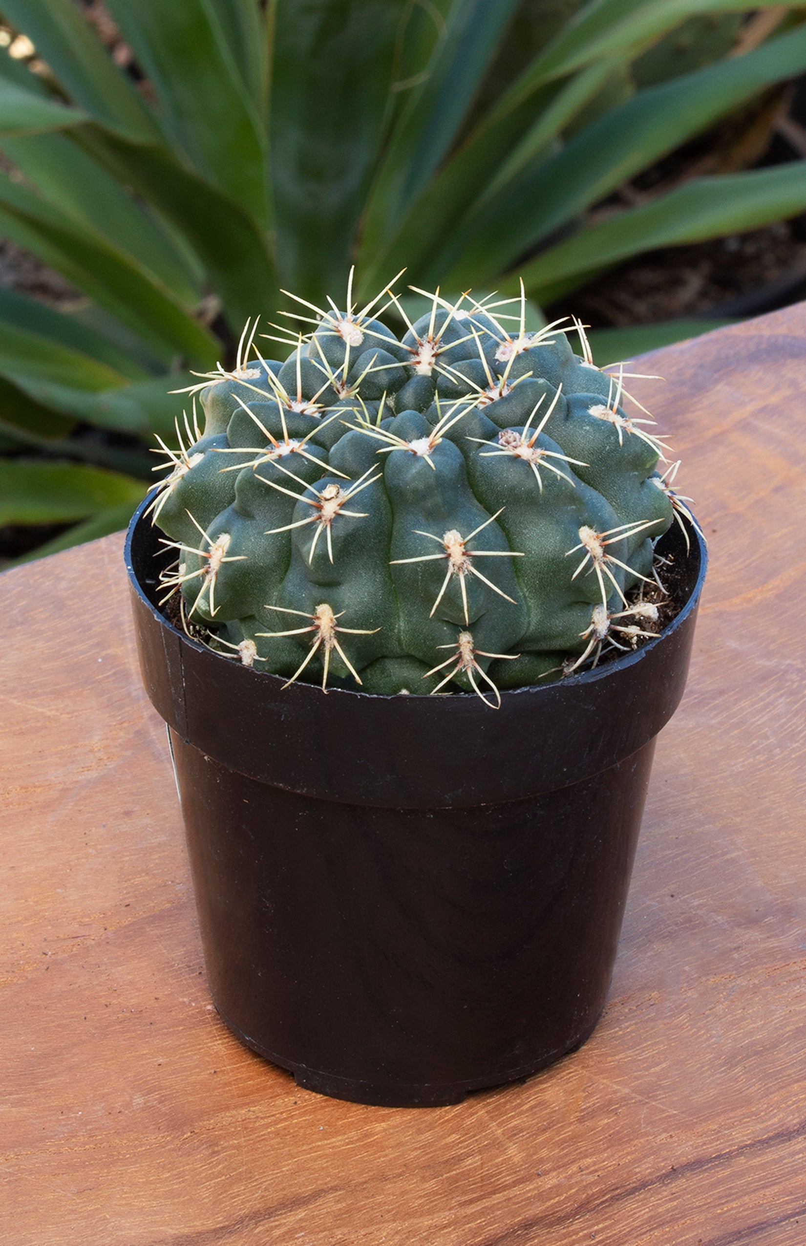 Gymnocalycium baldianum “Chin Cactus” - 2.5