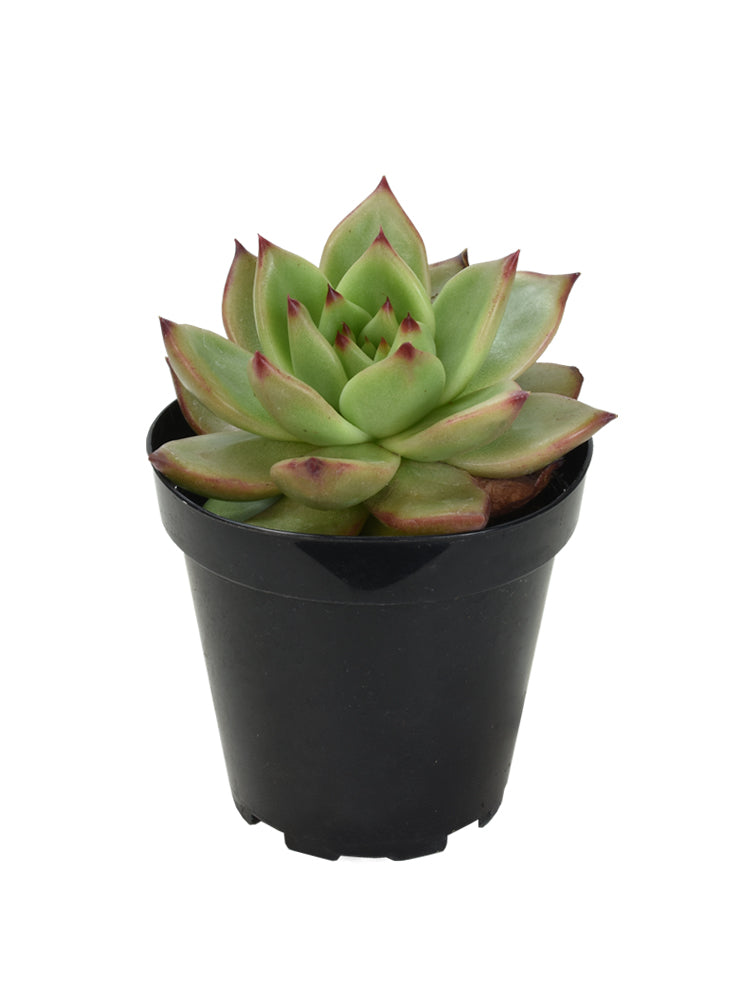 Echeveria agavoides x pulidonis