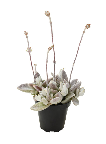 snow white panda succulent Kalanchoe eriophylla “Snow White Panda Plant”