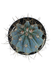 Melocactus azureus “Turk’s Cap Cactus”