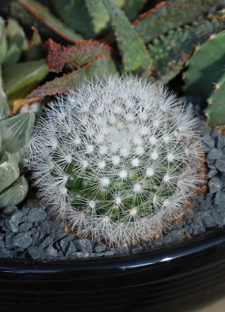 Mammillaria schwarzii