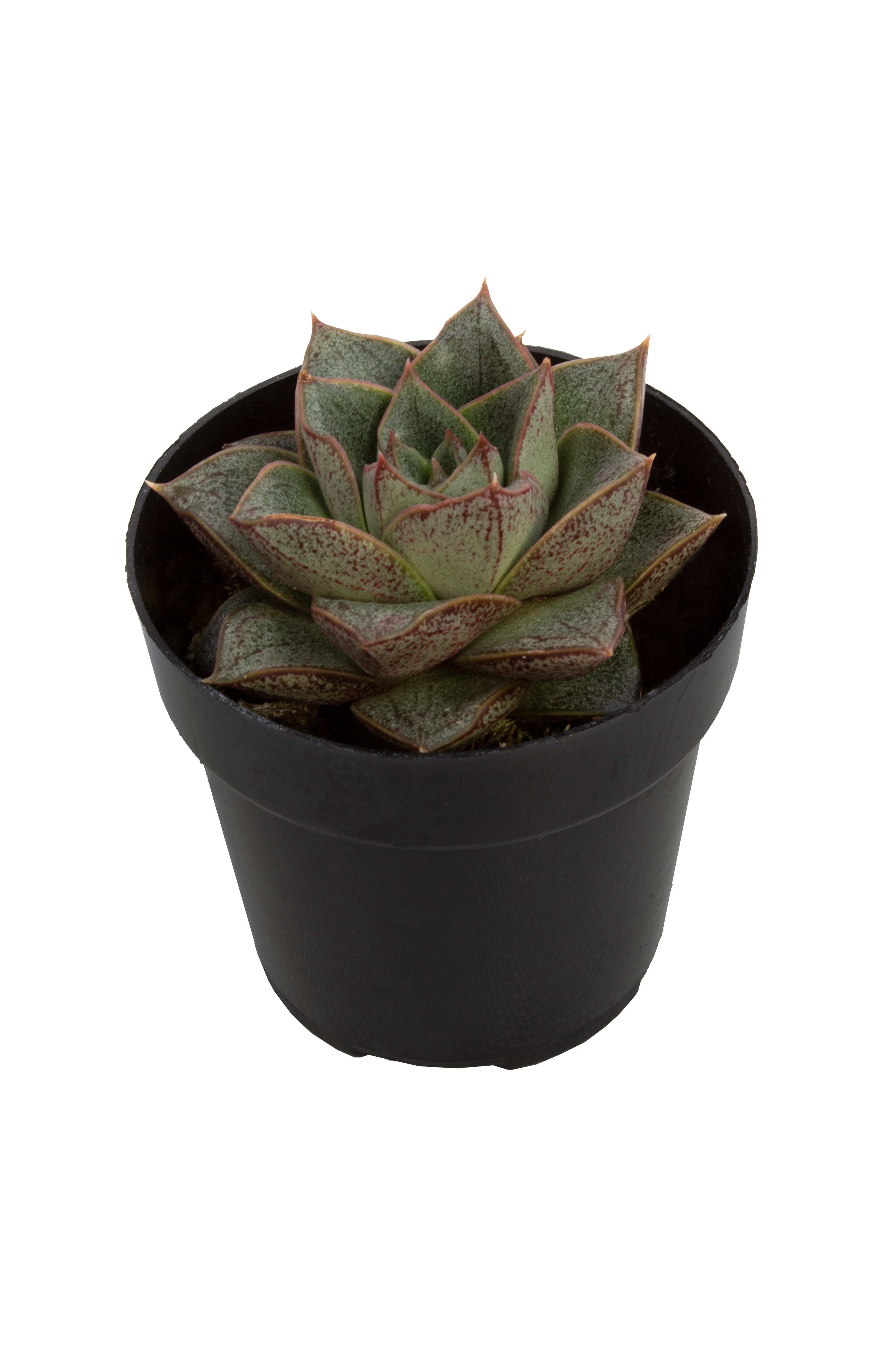2.5 IN Echeveria Purpusorum- Angle