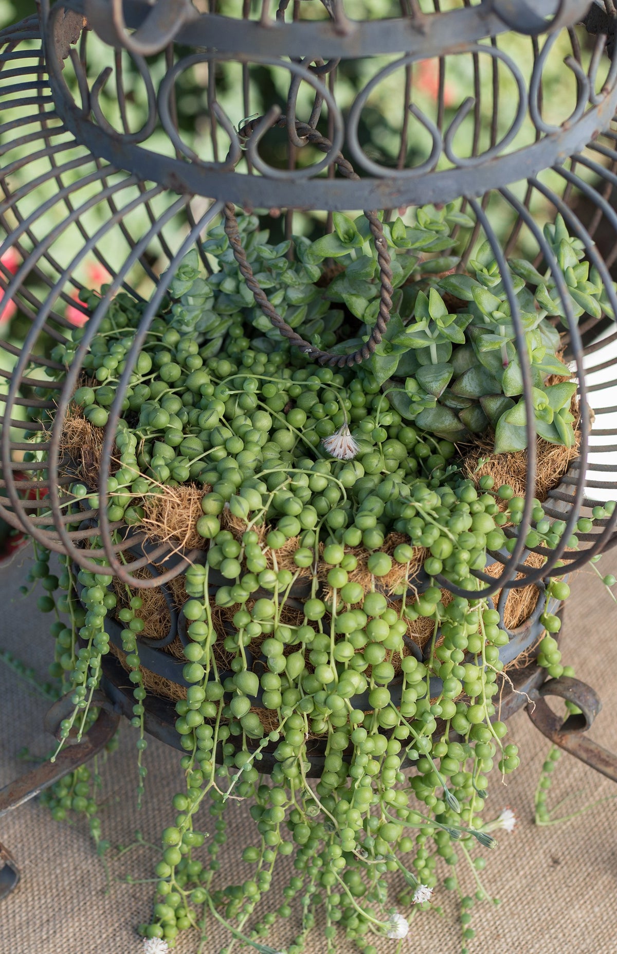 Senecio rowleyanus trailing houseplant for home and office décor