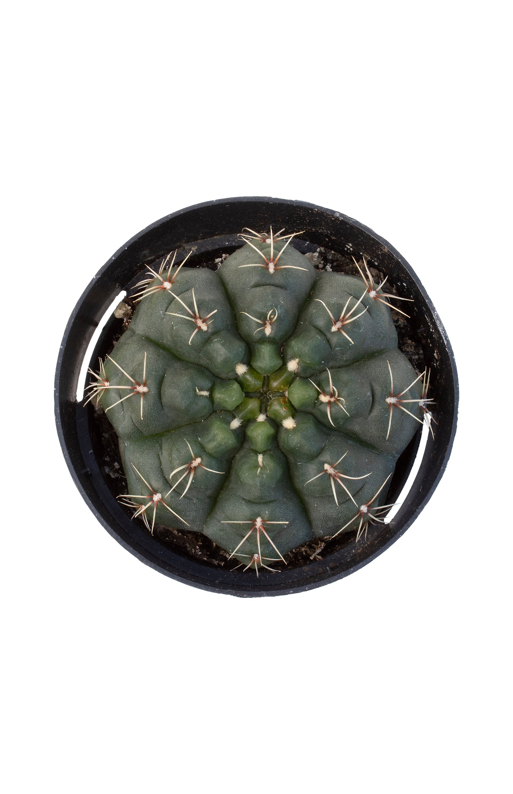 Gymnocalycium baldianum “Chin Cactus” - 2.5