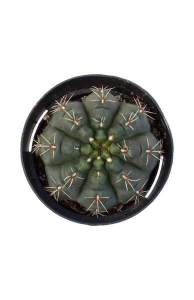 gymnocalycium baldianum Gymnocalycium baldianum “Chin Cactus” - 2.5 – Altman Plants