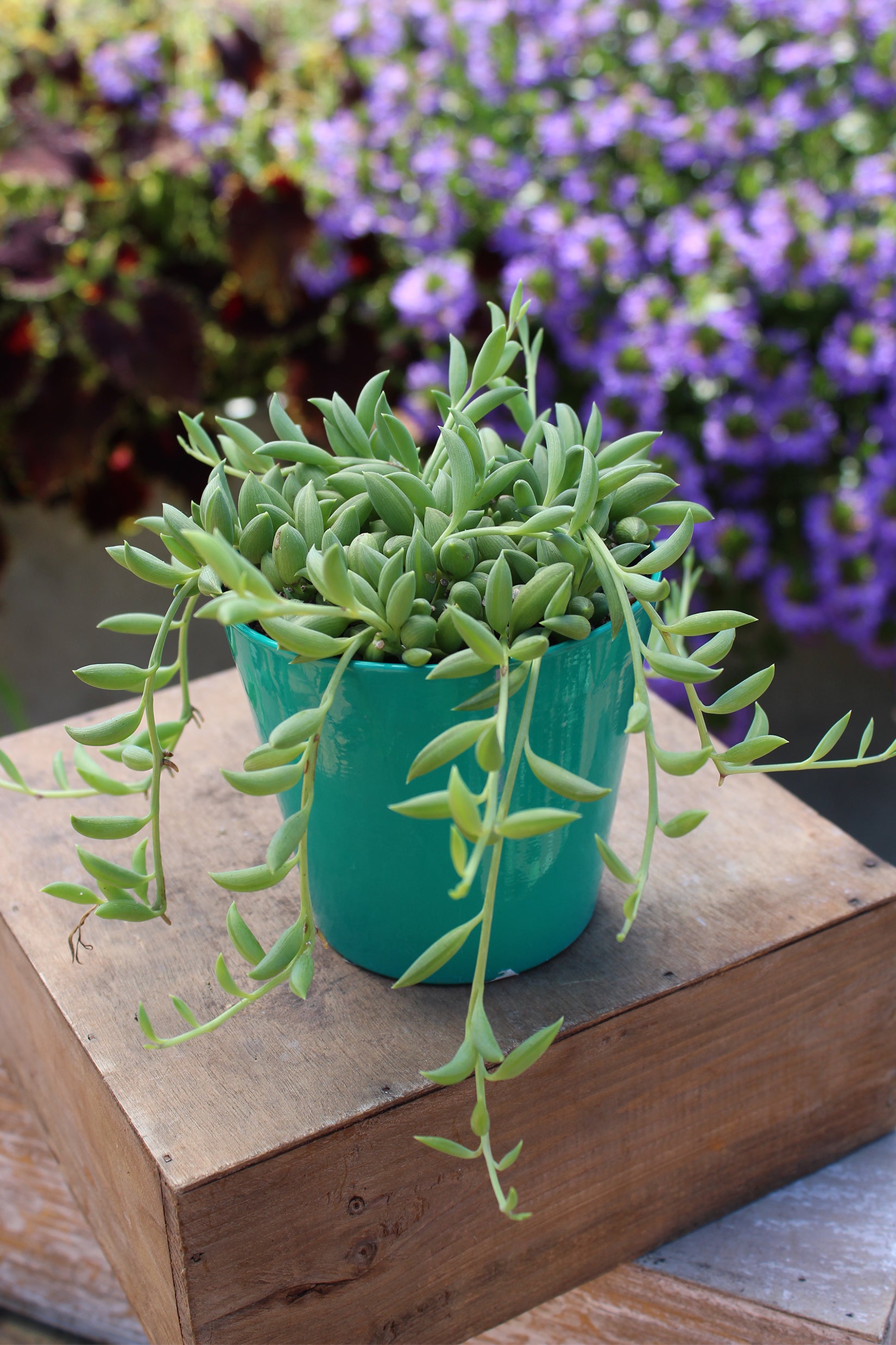 Garden Music™ Senecio radicans “String of Bananas”