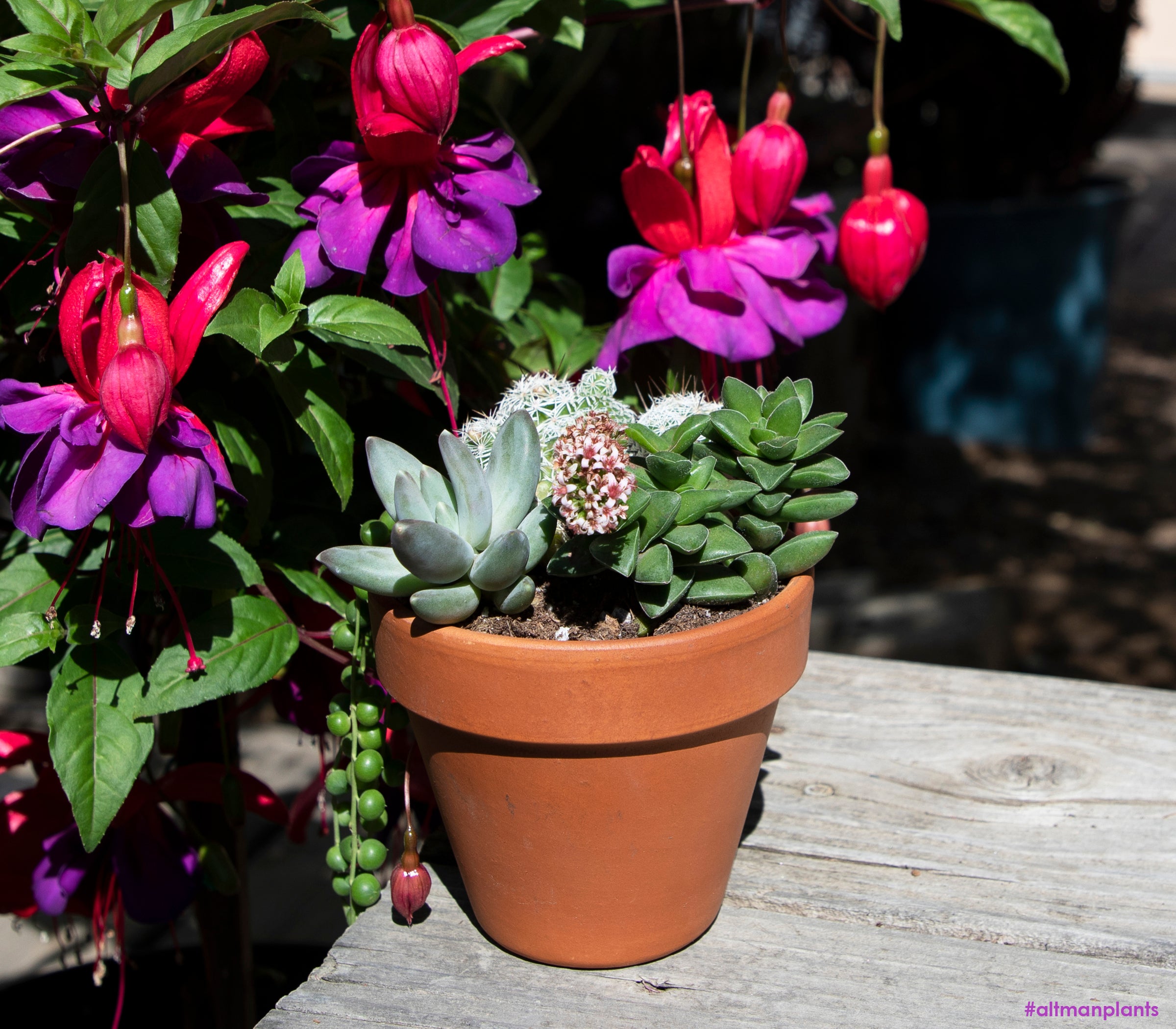 Crassula ‘Springtime’