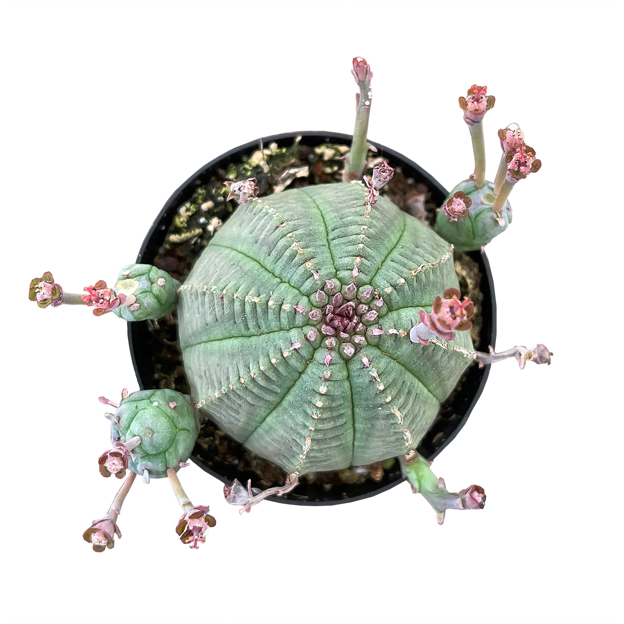 Euphorbia Obesa Hybrid