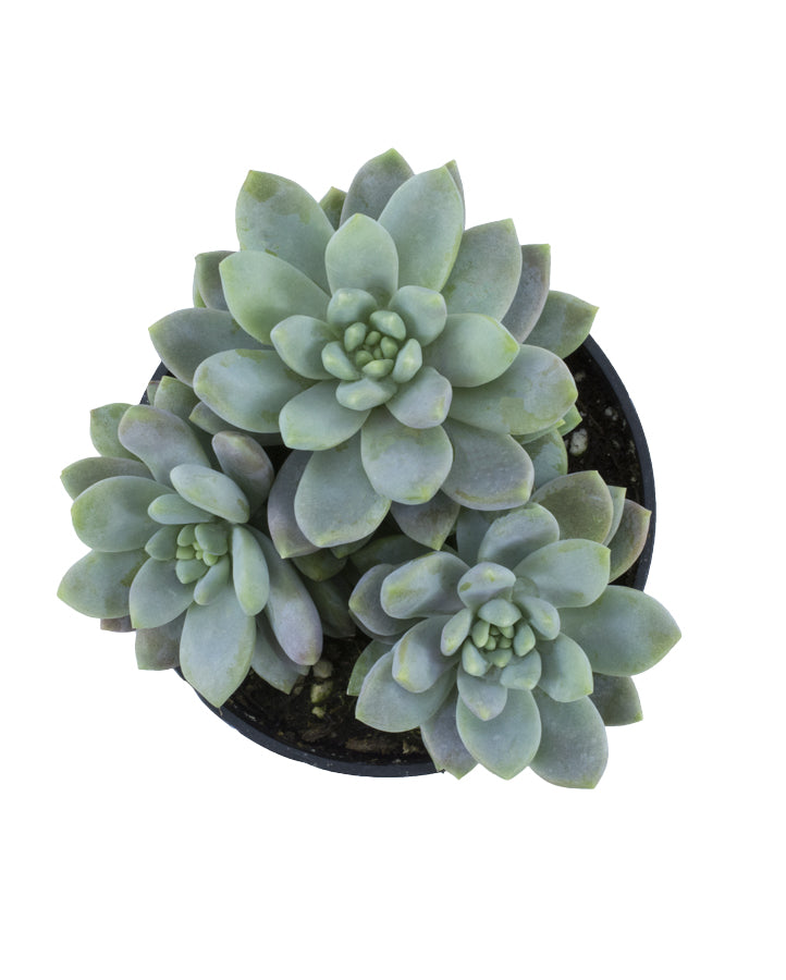 Sedeveria ‘Lilac Mist’ USPP29,643 - 3.5