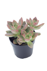 Graptosedum ‘California Sunset’