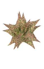 Aloe firecracker top white background