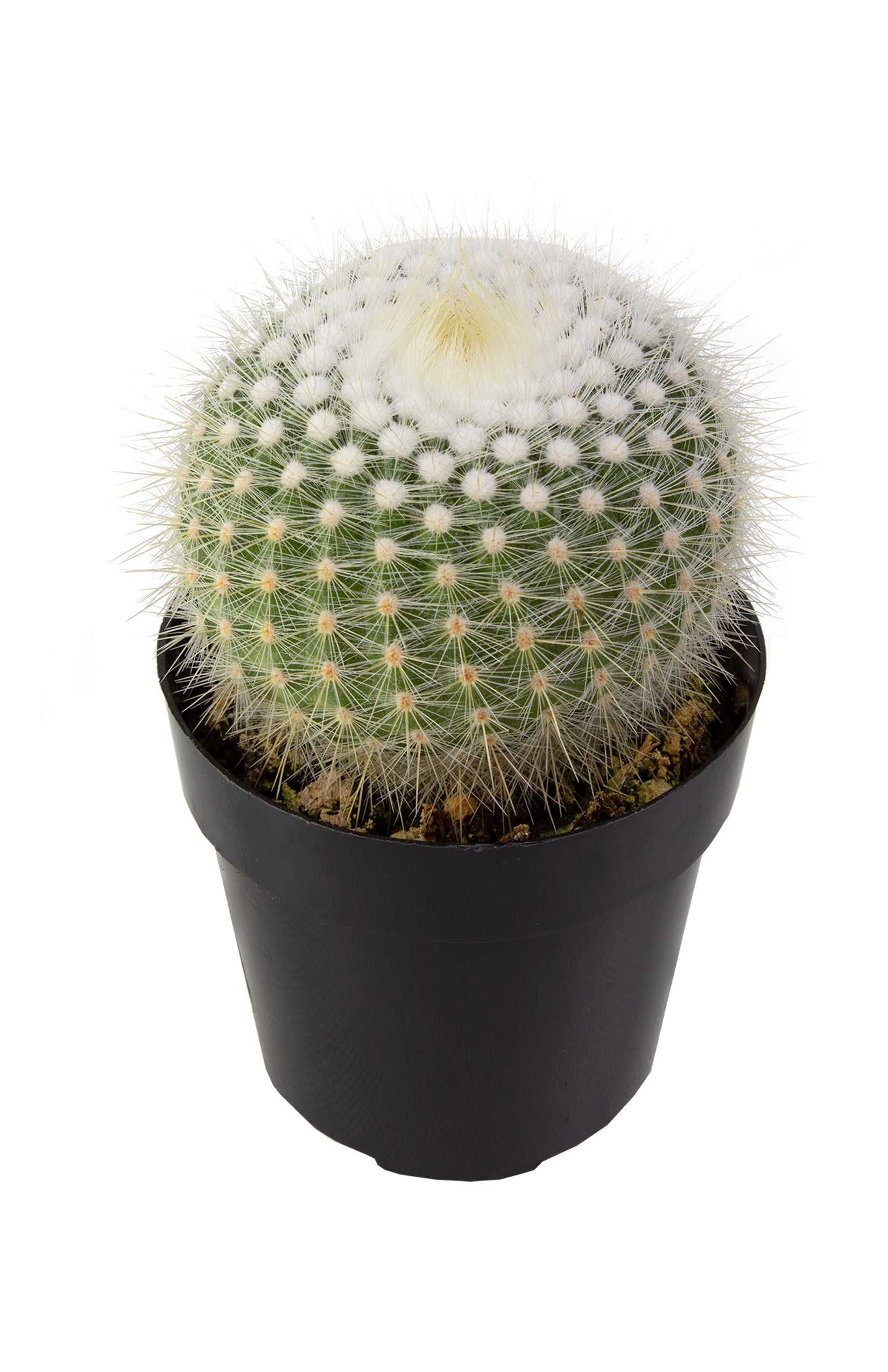 Notocactus scopa "Silver Ball Cactus"