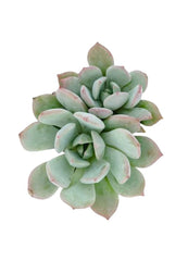 Graptoveria ‘Moonglow’