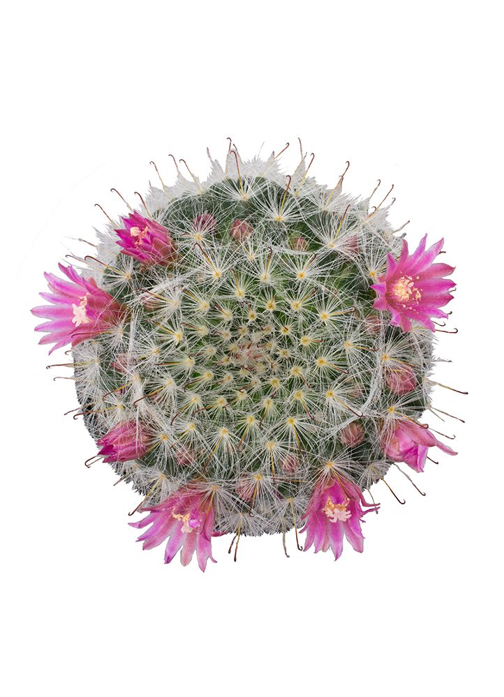 Mammillaria bocasana