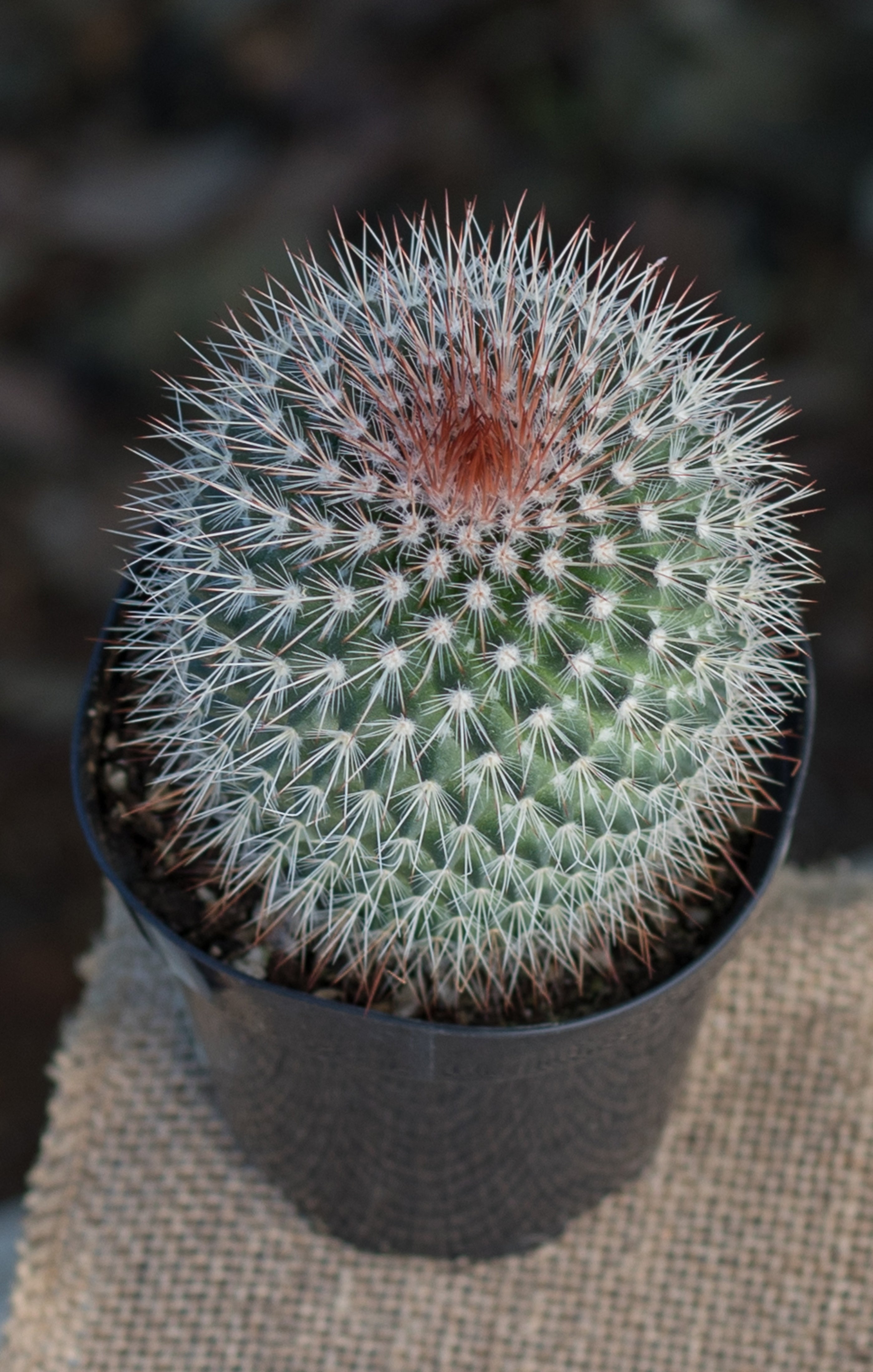 Mammillaria spinosissima “Red-Headed Irishman”