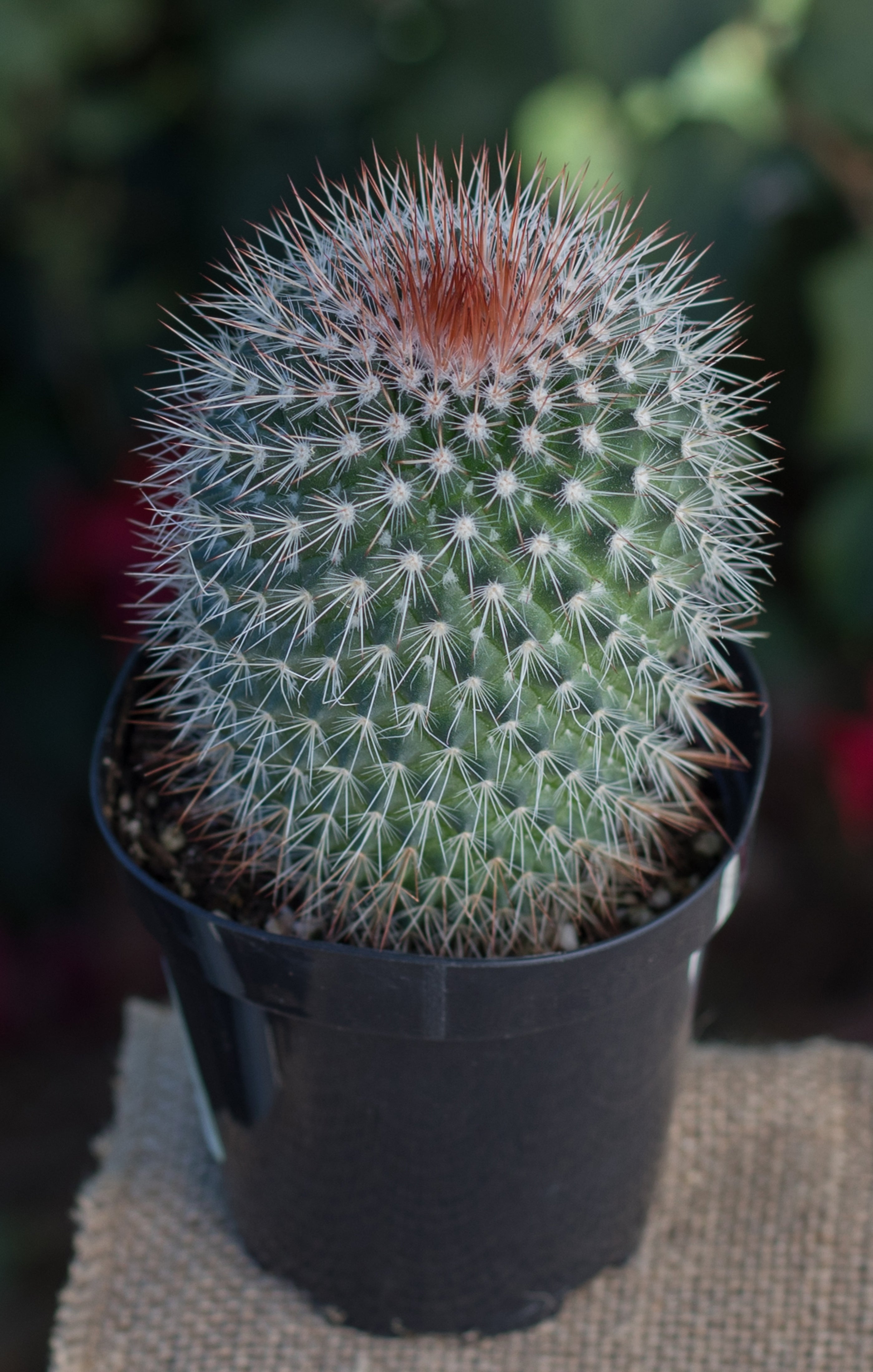 Mammillaria spinosissima “Red-Headed Irishman”
