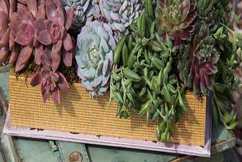 Peeling back the story of Senecio radicans: string of bananas