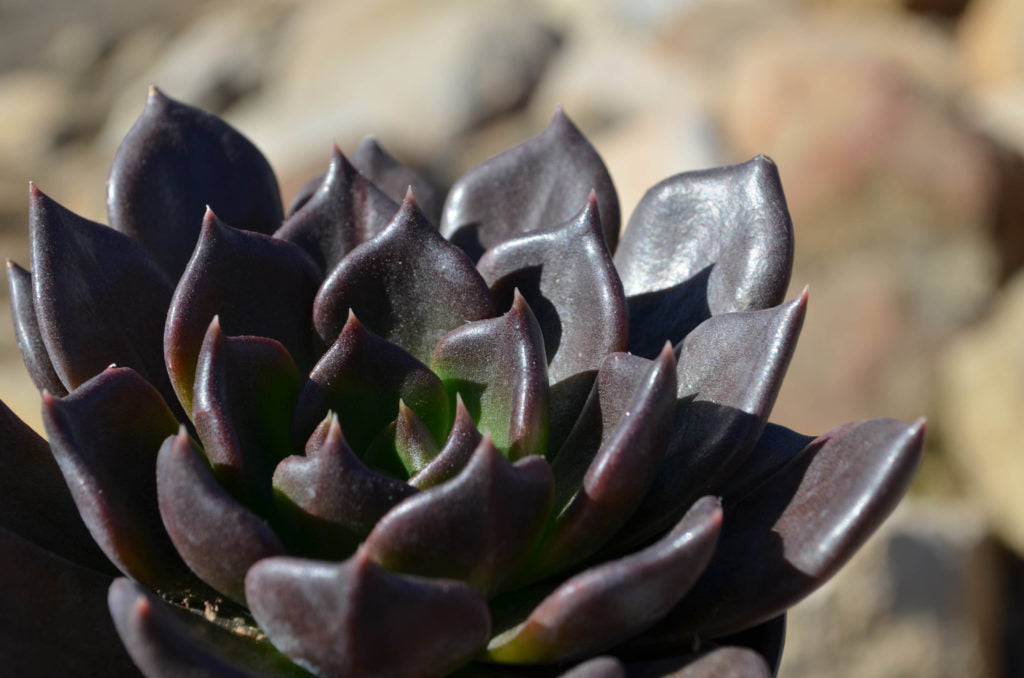 Heir to the throne: Echeveria ‘Black Prince’
