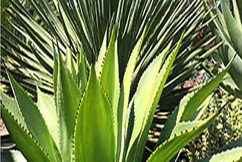 Agaves rule!