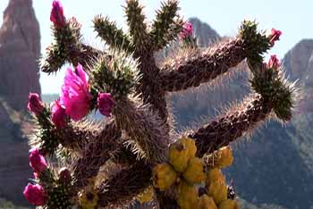 PEELING BACK THE STORY OF SENECIO RADICANS: STRING OF BANANAS
