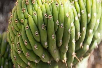 Brave the world of mutant succulents