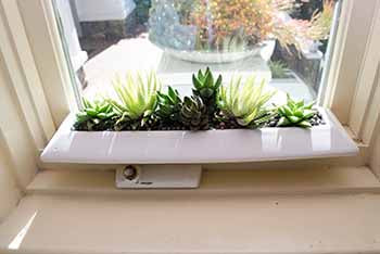 Don't be shy about expressing love of succulents indoors