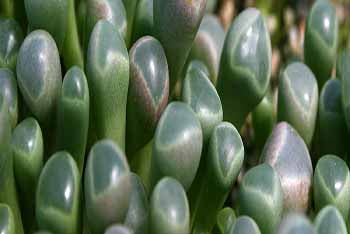 Mimicry plants: succulent masters of disguise