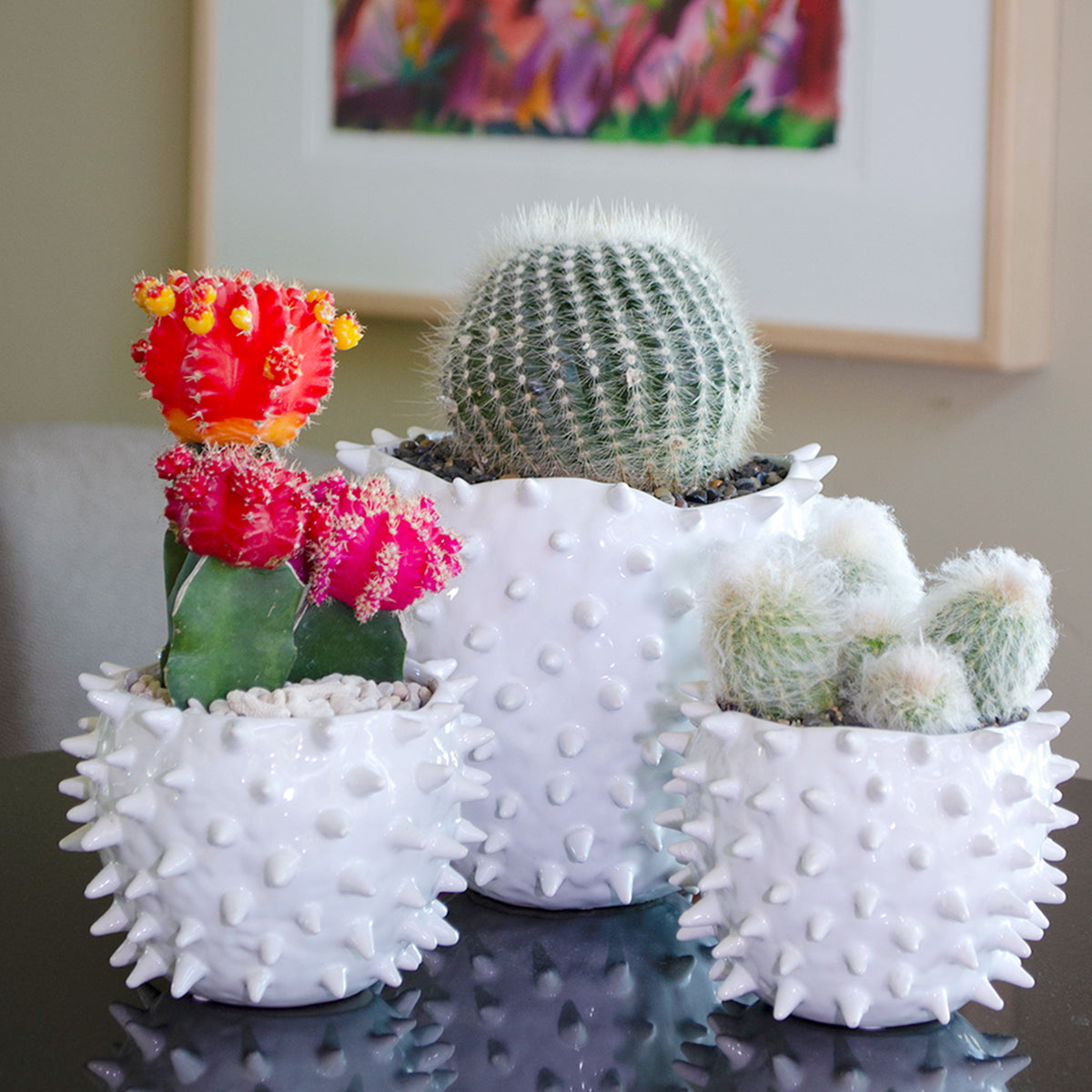 Grafted Moon Cacti with Bright Colorful Tops in  Pots